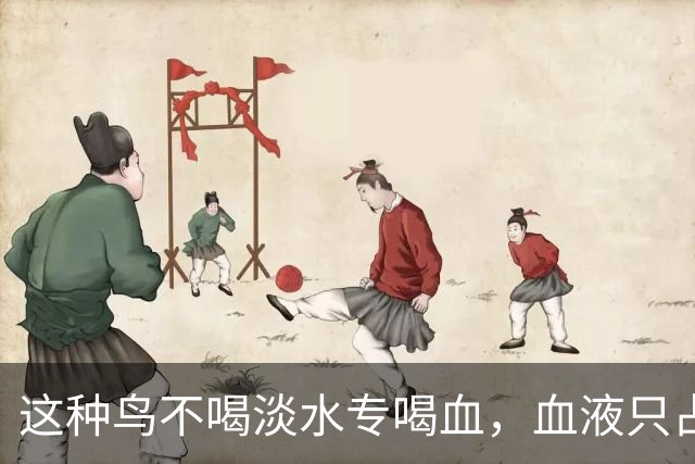 这种鸟不喝淡水专喝血，血液只占食谱十分之一